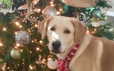 Merry Christmas!